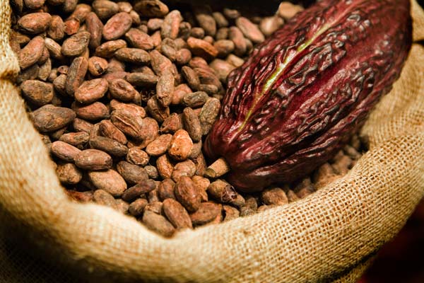 cacao beans