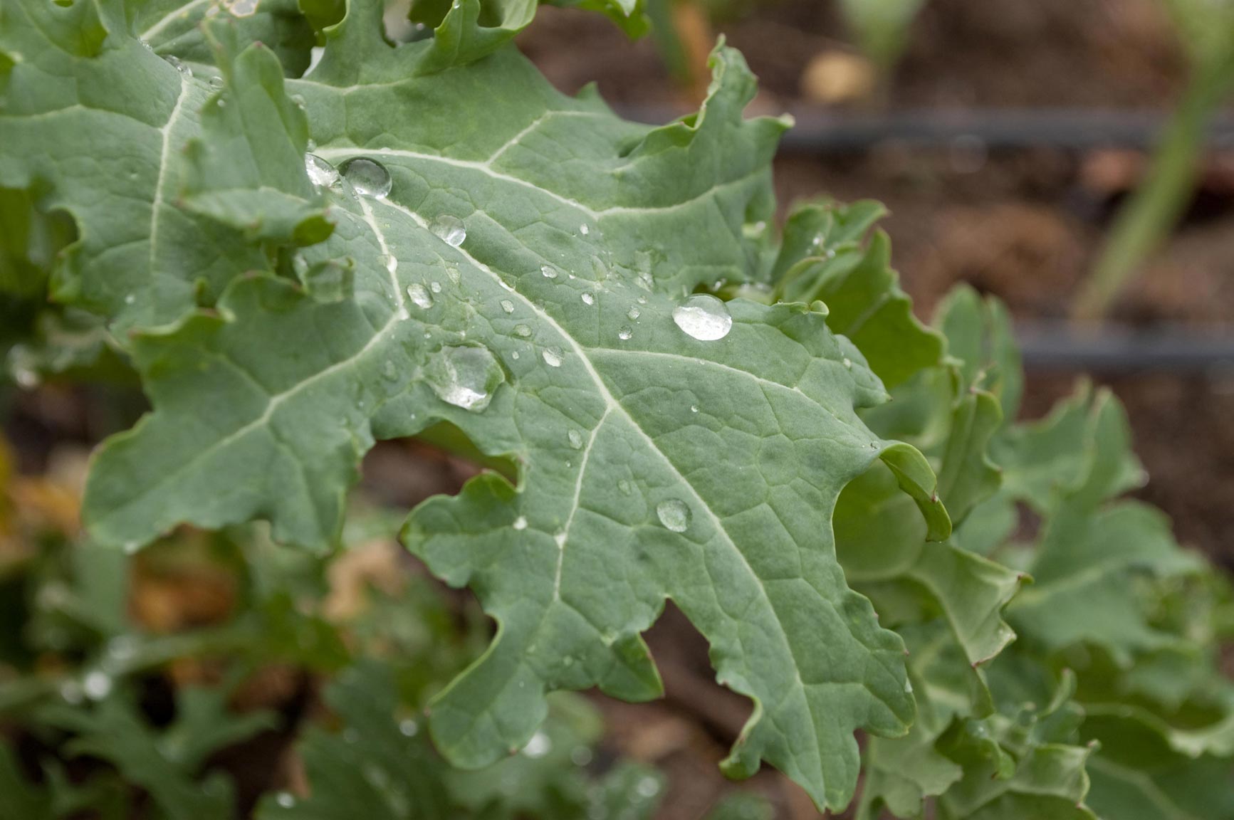 background image of kale